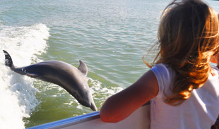 Dolphin Cruises Fort Myers Beach