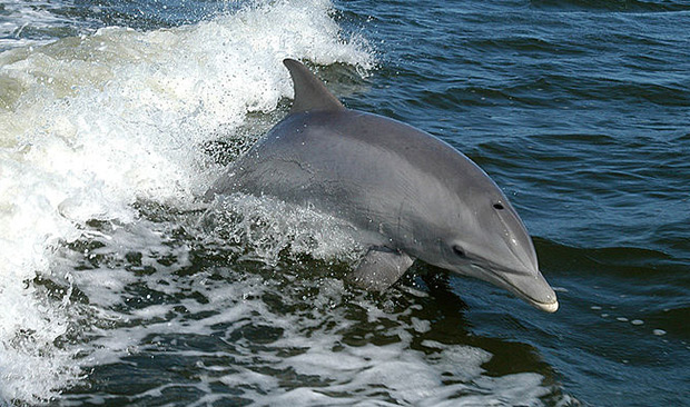 Dolphin Tours on Fort Myers Beach