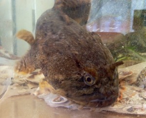 toadfish www.goodtimecharters.com