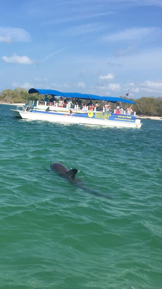 Fort Myers Beach Dolphin Tours - Fort Myers Beach Charters | Fishing ...