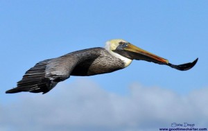 Pelican Fort Myers Beach www.goodtimecharters.com