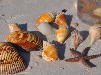 seas shells of Fort myers-Sanibel beaches