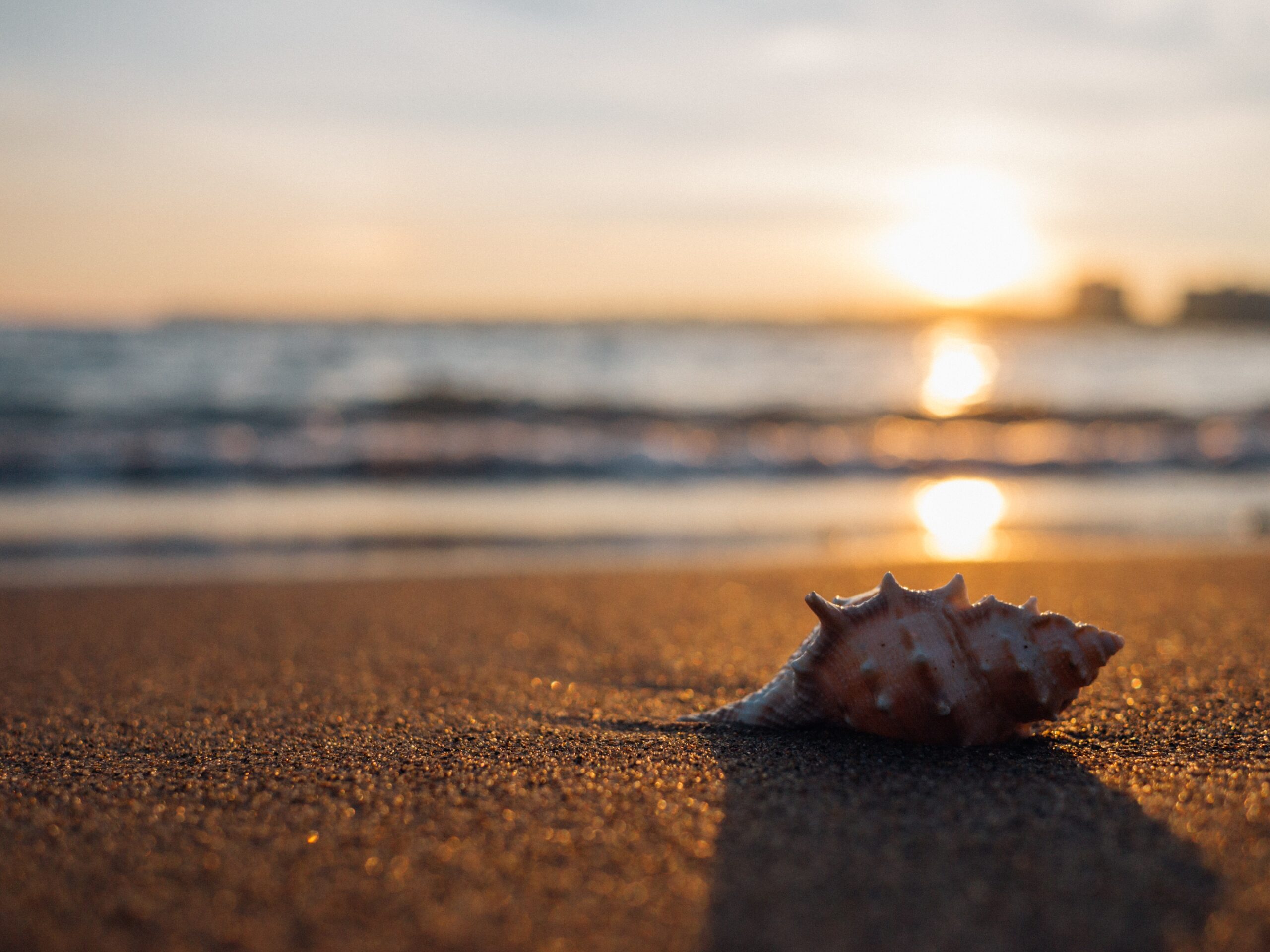 Shelling has been a favorite activity at any age in the Fort Myers ...
