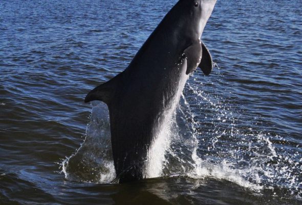 Resident dolphin of Fort myers Beach