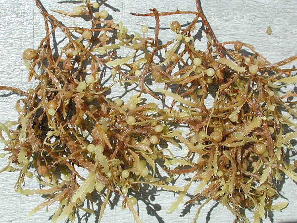 seaweed on the coast of Florida