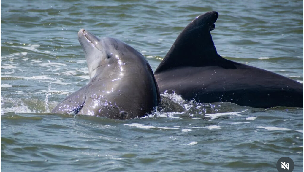 Dolphins near Fort Myers Beach