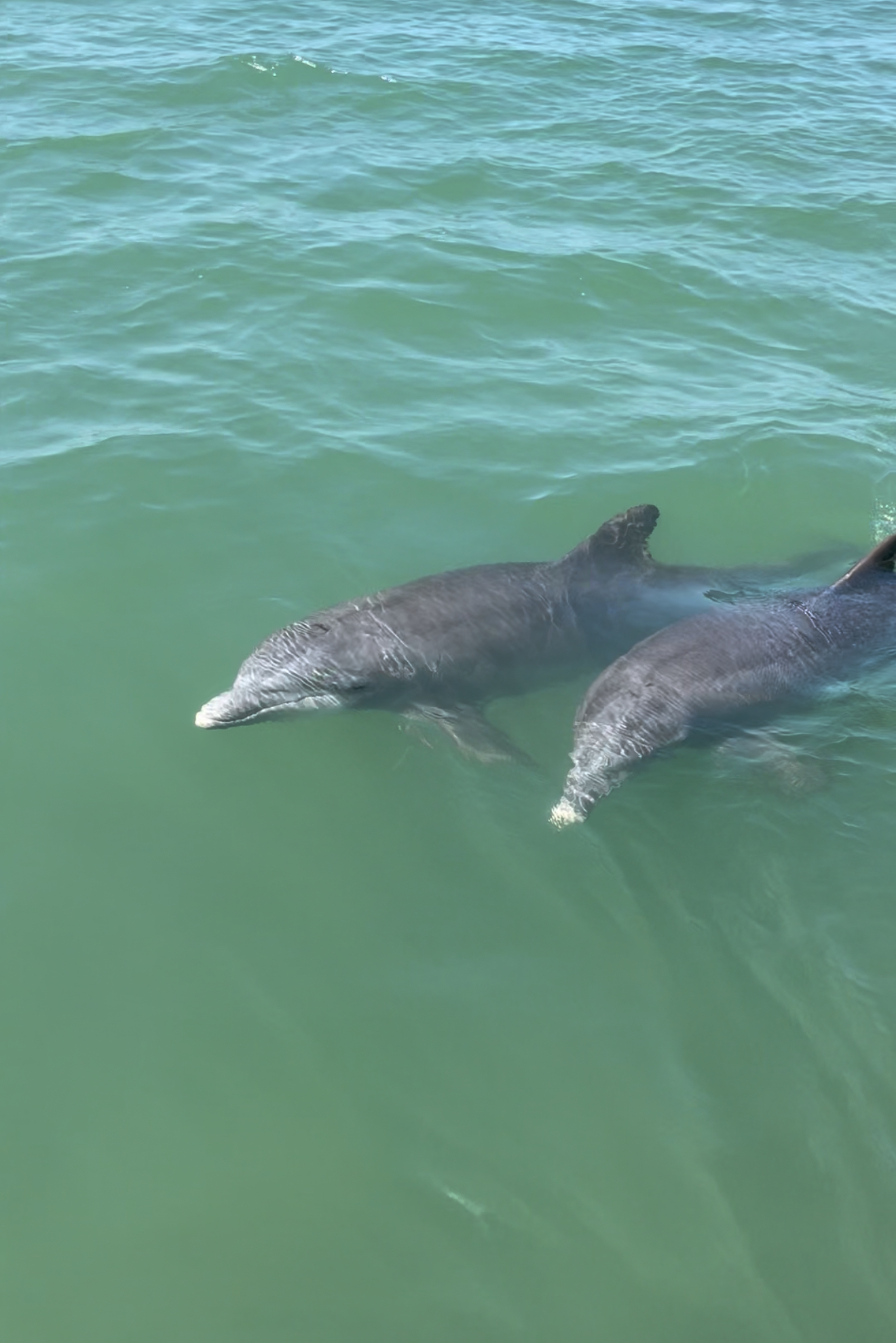 dolphin tours in fort myers beach