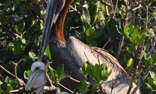 Brown Pelican Chicks www.goodtimecharters.com