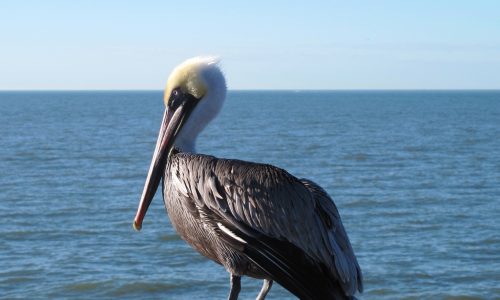 April 2015 _1 Good Time Charters Pelican Blog