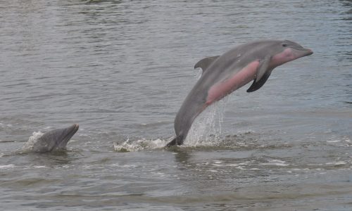 dolphin fort myers beach www.goodtimecharters.com