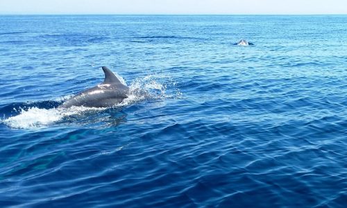 Dolphin tour fort myers beach goodtimecharters.com