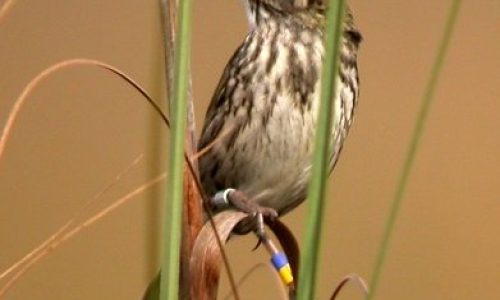 Endangered Birds Pt.3