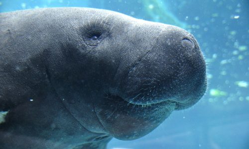 Fort Myers Beach Manatees- Rescue and Release