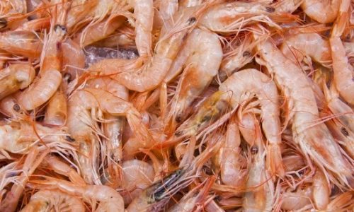 Fort Myers Beach Shrimp