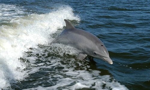 GTC- Fort Myers Beach- Dolphin Discovery _ Conservation (Cred-Wikipedia)