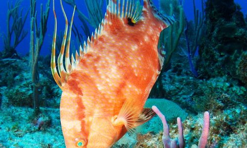 GTC- Hogfish (Cred- Wikipedia)