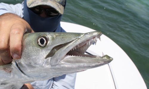 Sport Fishing On FMB