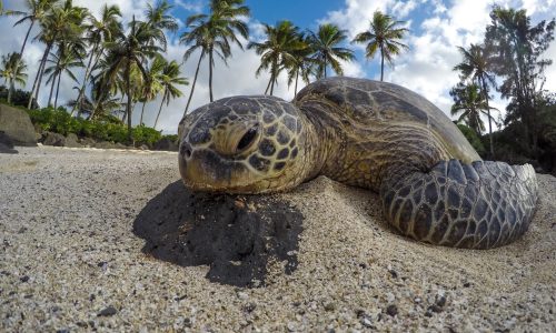 GTCBlog-Sea Turtle Nesting Season