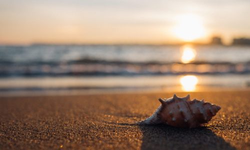 Shelling Florida
