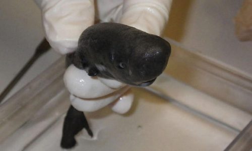 pocket shark