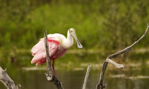 Birding Fort Myers Beach
