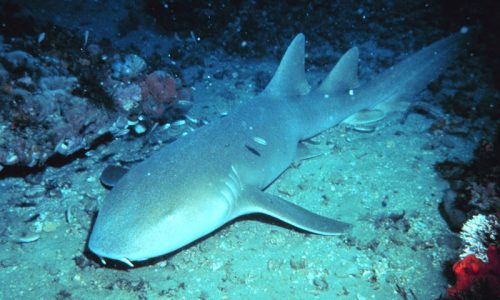 Good Time Charters- Sharks!