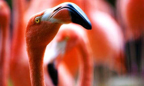 Good Time Charters Southwest Florida Birds