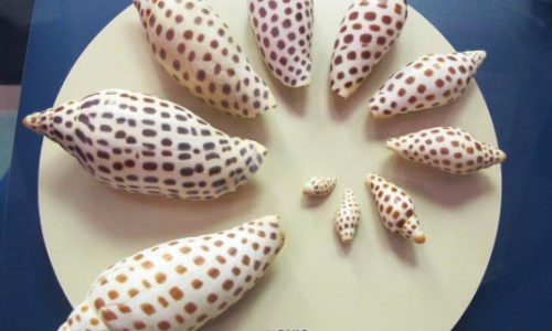 GoodTimeCharters-Shelling in Southwest Florida