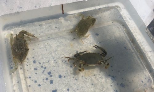 blue crab fort myers beach