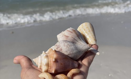 from a shelling tour Fort Myers Beach