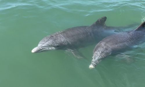 dolphin tours in fort myers beach