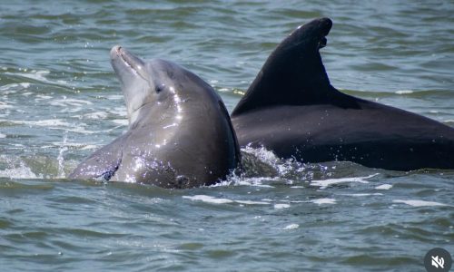 Dolphins near Fort Myers Beach