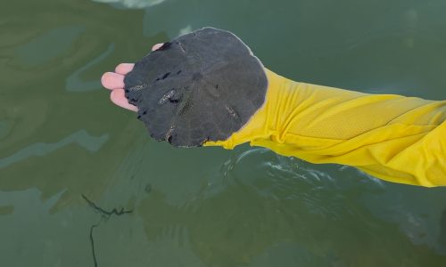 Shelling guide Fort Myers