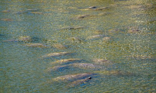 Manatee Migration Fort myers Beach