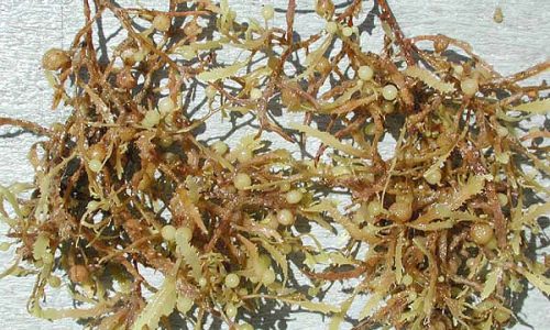 seaweed on the coast of Florida