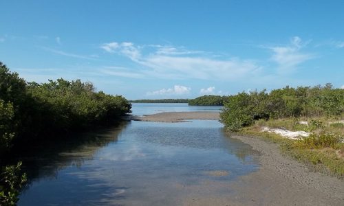 The Mystical Habitats of SWFL
