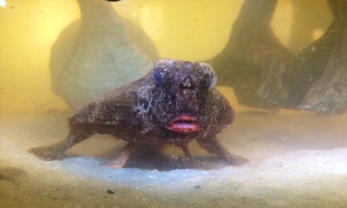 batfish