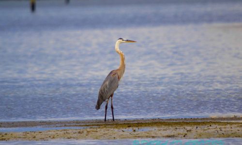 Wurdemann's heron