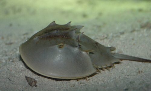 horseshoecrab