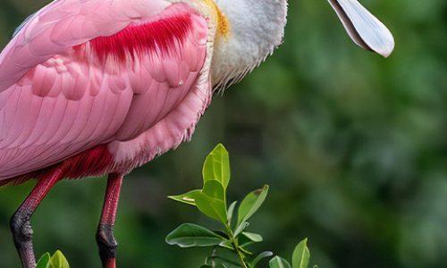Birding tours Fort Myers and Cape Coral area