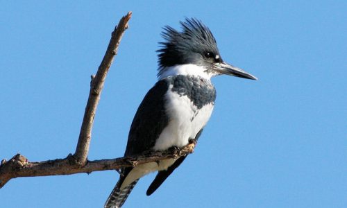 kingfisher