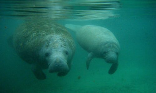 manatee