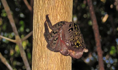 mangrove crab