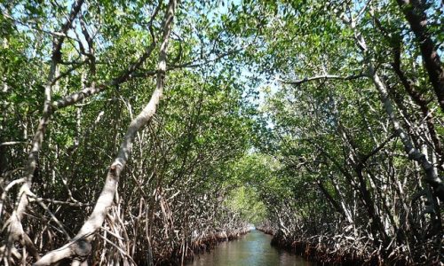 mangrove tunnel