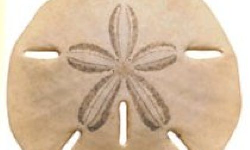 sand dollar ft myers beach www.goodtimecharters.com