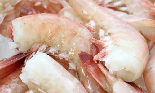 shrimp