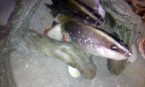 soapfish-copy
