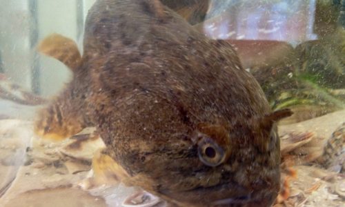 toadfish1