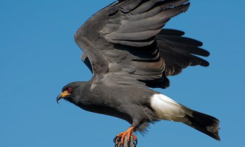 snail kite